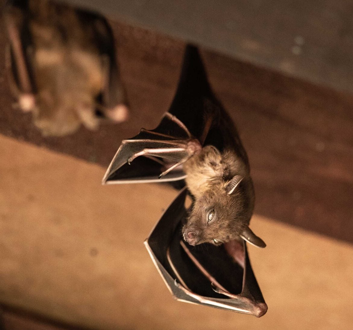 Expert bat removal services for a safe and humane solution in Spokane